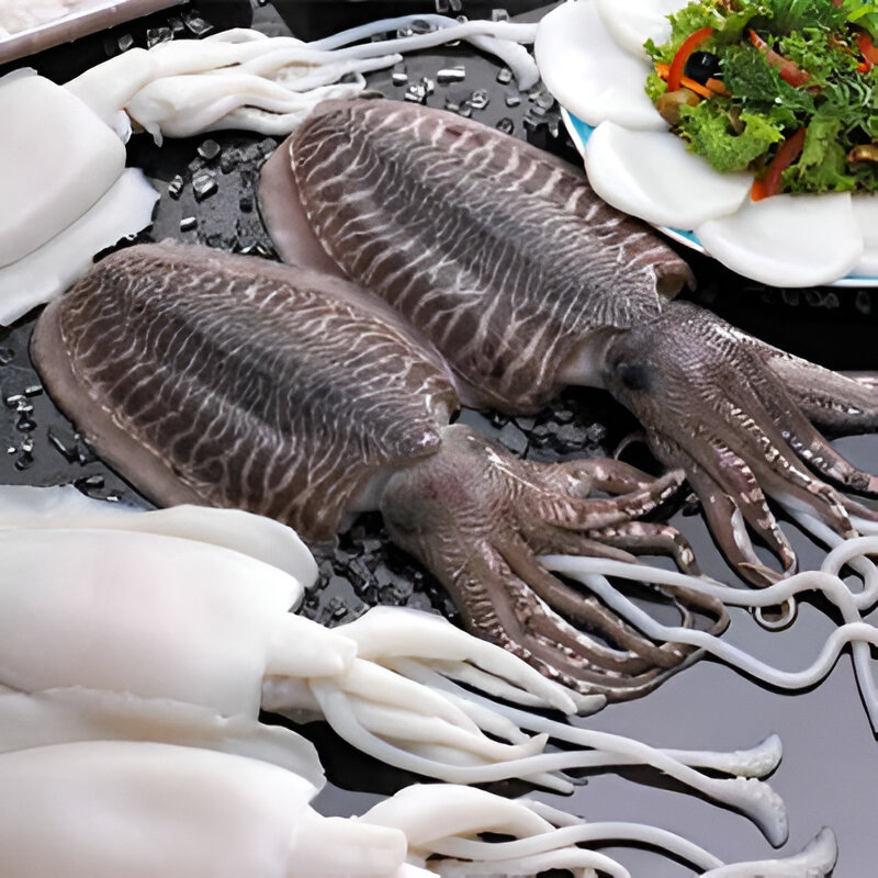 Cuttlefish / Sepia 