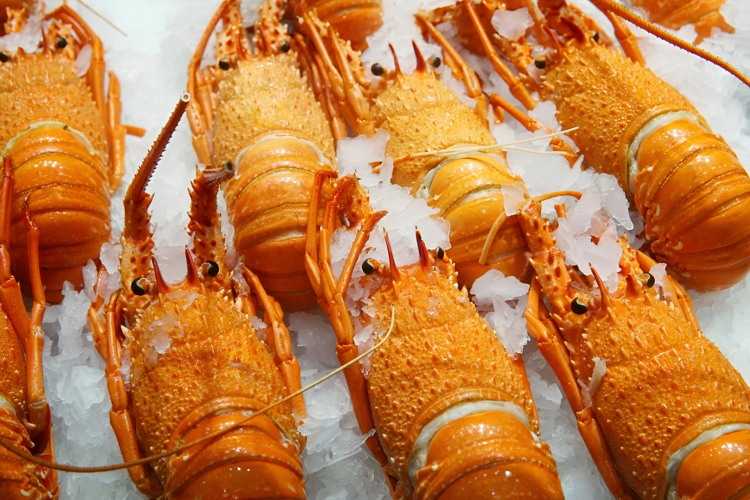 Cooked Lobster 